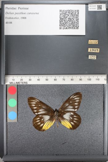Media type: image;   Entomology 130267